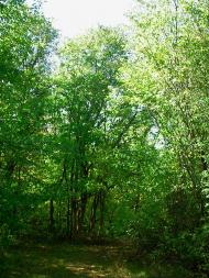 Плотинне з panoramio.com