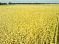 Товкачівка з panoramio.com