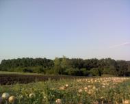 Червона Нива з panoramio.com