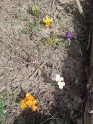 Черкаська Лозова з panoramio.com