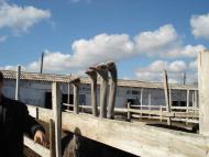 Кременівка - Останні фото