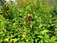 Малий Вистороп з panoramio.com