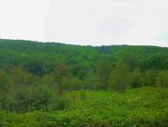Щасливе з panoramio.com