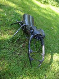 Бикова Гребля з panoramio.com