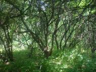 Надеждівка з panoramio.com