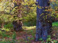 Рай з panoramio.com