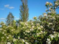 Тристень з panoramio.com