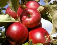 Ліски з panoramio.com