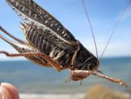 Володимирівка з panoramio.com