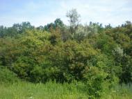 Надеждівка з panoramio.com