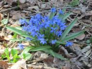 А у нас весна