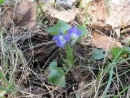 А у нас весна