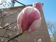 місто Звенигородка