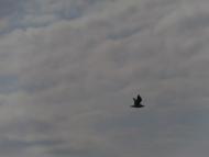 пронозівка