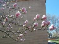 місто Звенигородка