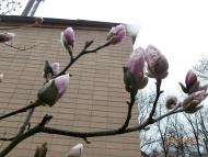 місто Звенигородка