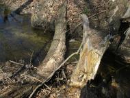 А у нас весна