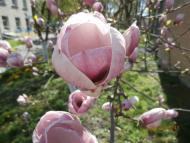 місто Звенигородка