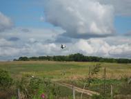 Червоне з panoramio.com