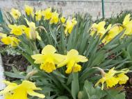 місто Звенигородка