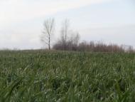 пронозівка