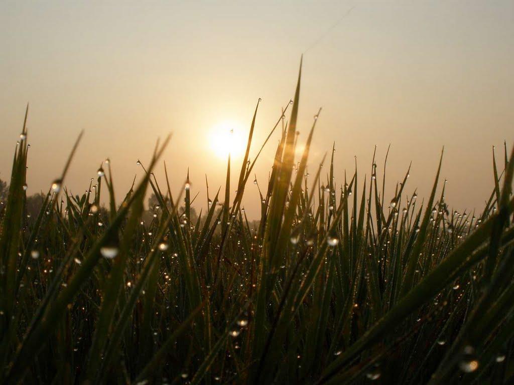 Новосілки з panoramio.com - Новосілки