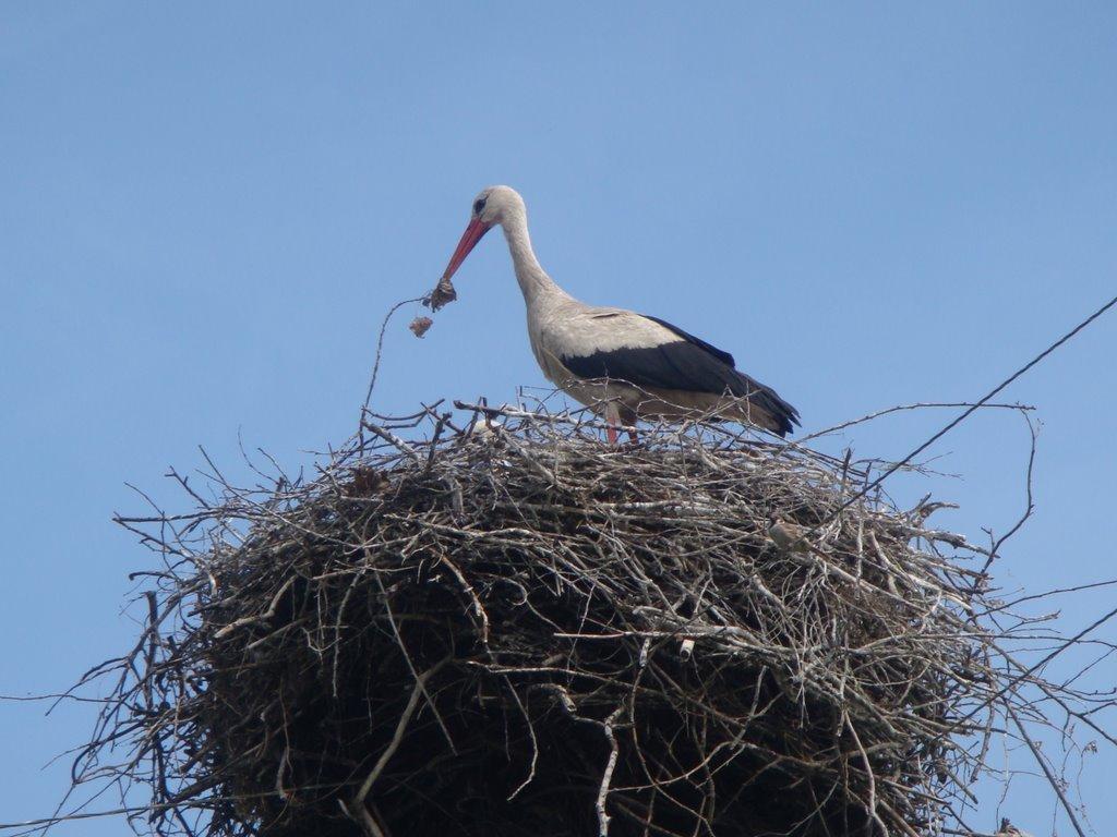 Переяслівка з panoramio.com - Переяслівка