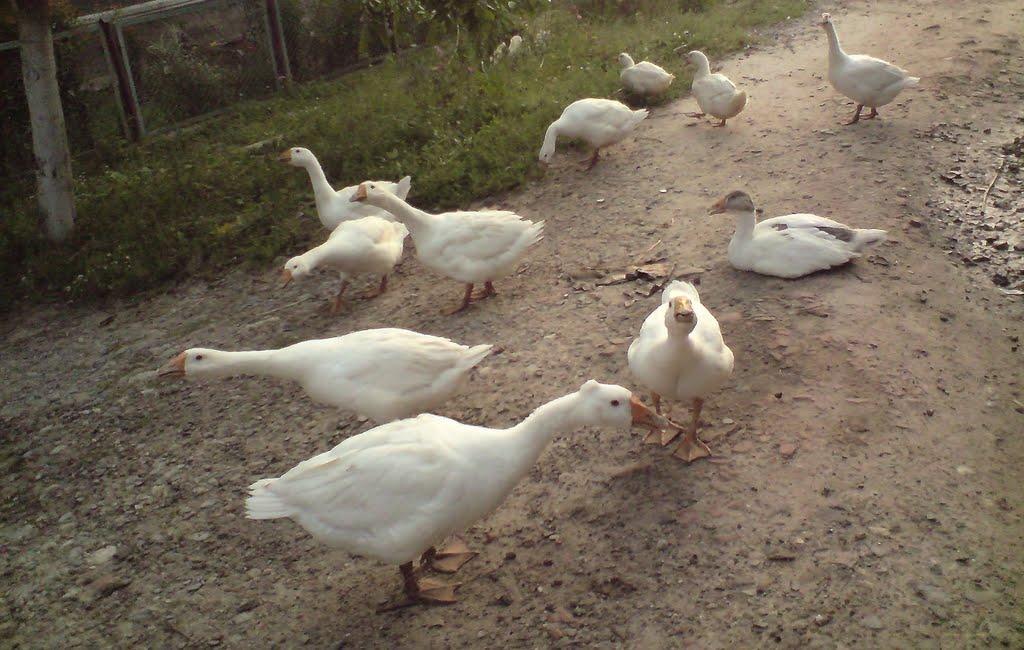 Лапшин з panoramio.com - Лапшин