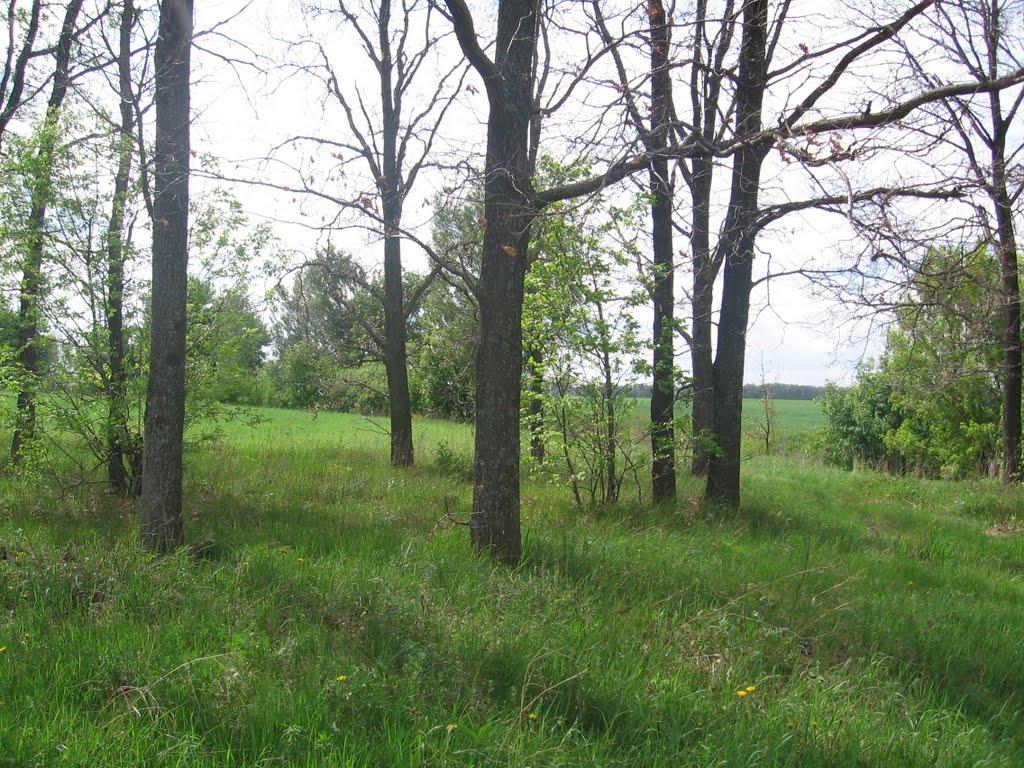 Новоселівка з panoramio.com - Новоселовка