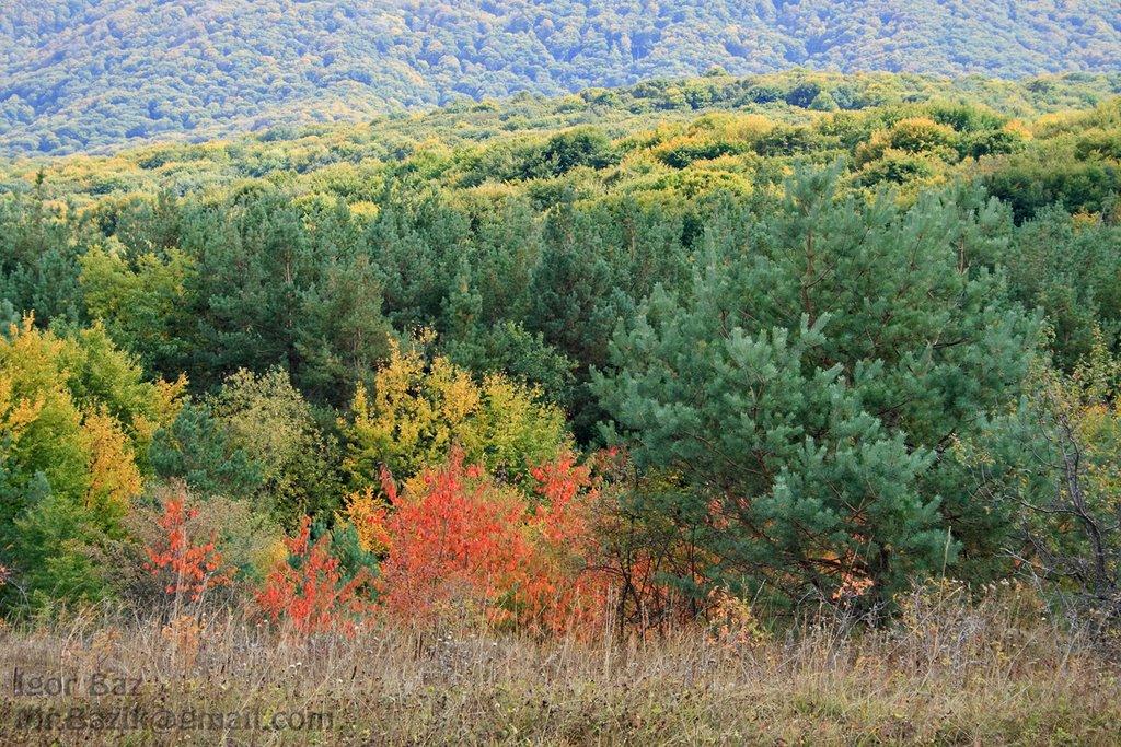 Чайковське з panoramio.com (ч.2) - Чайковское
