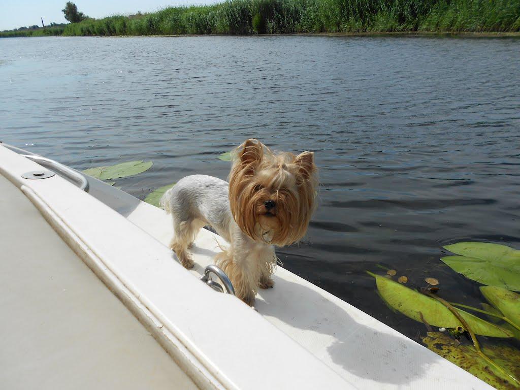 Велетенске з panoramio.com - Велетенске