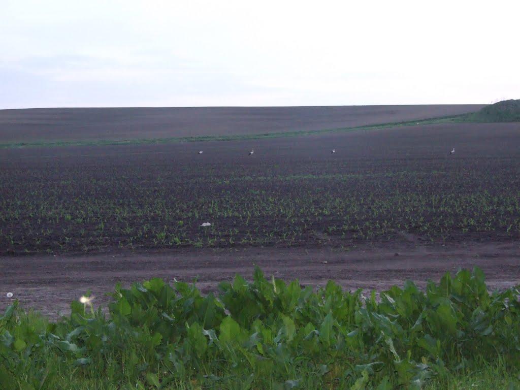 Дружнє з panoramio.com - Дружнє