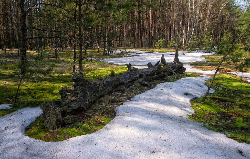 Грибова Рудня з panoramio.com - Grybova Rudnya