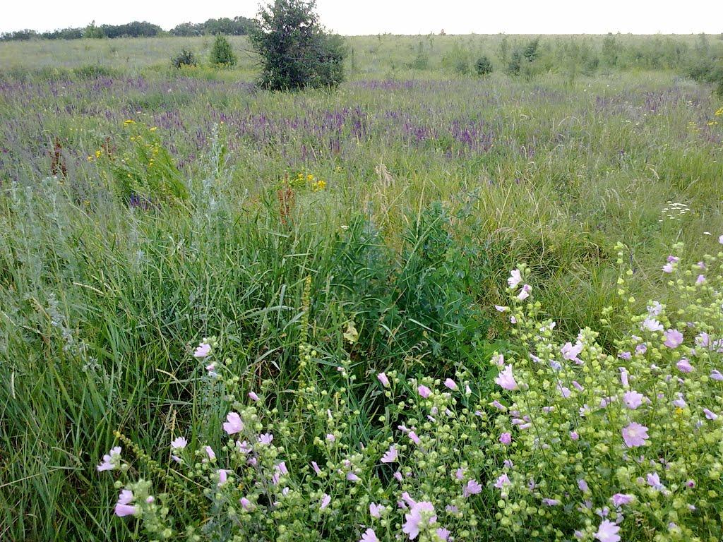 Богдано-Вербки з panoramio.com - Богдано-Вербки