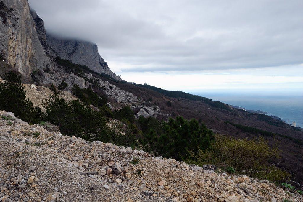 Олива з panoramio.com - Олива