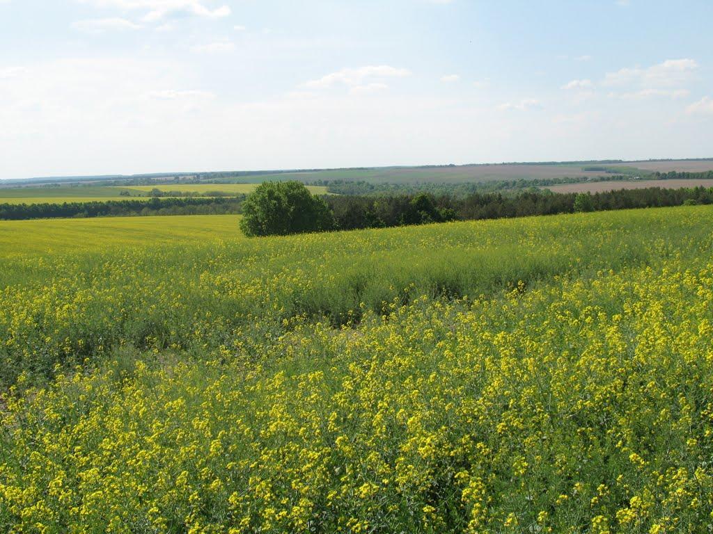 Кислицьке з panoramio.com - Кислицьке