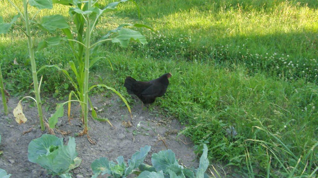 Машеве з panoramio.com - Машеве