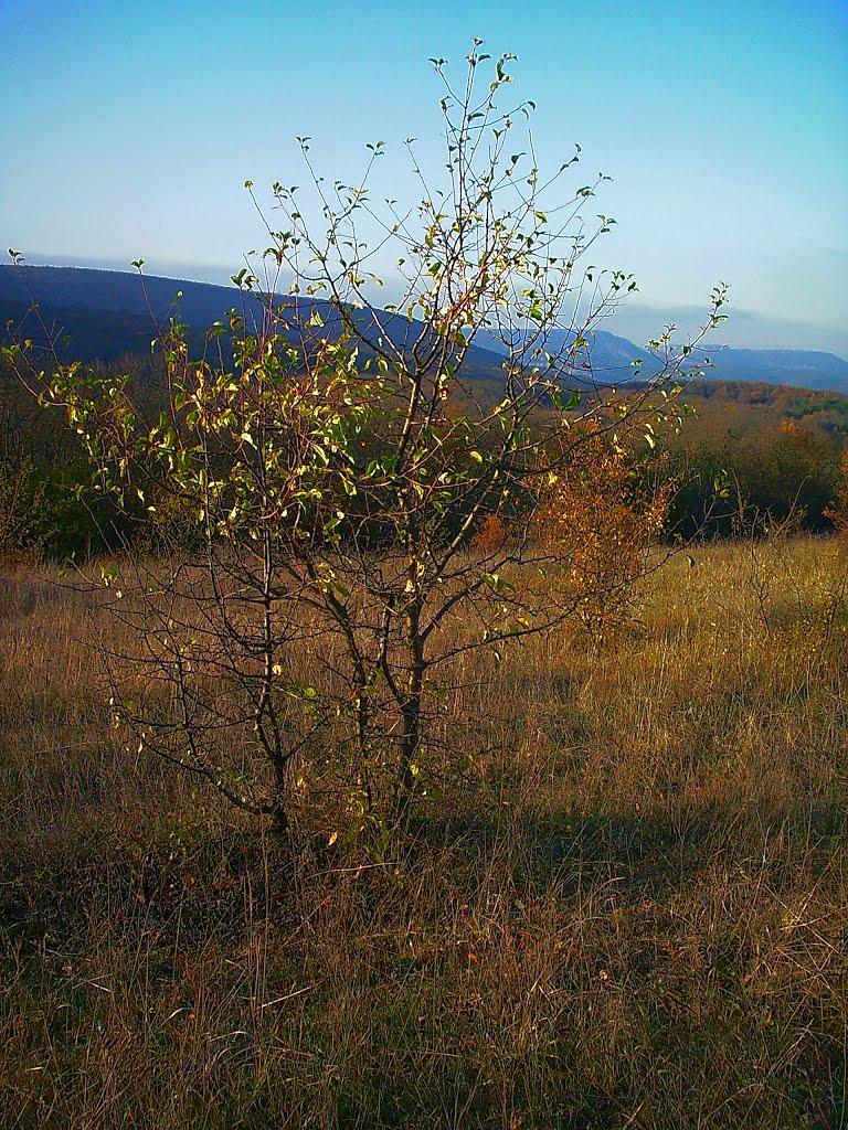 Верхоріччя з panoramio.com - Верхоречье