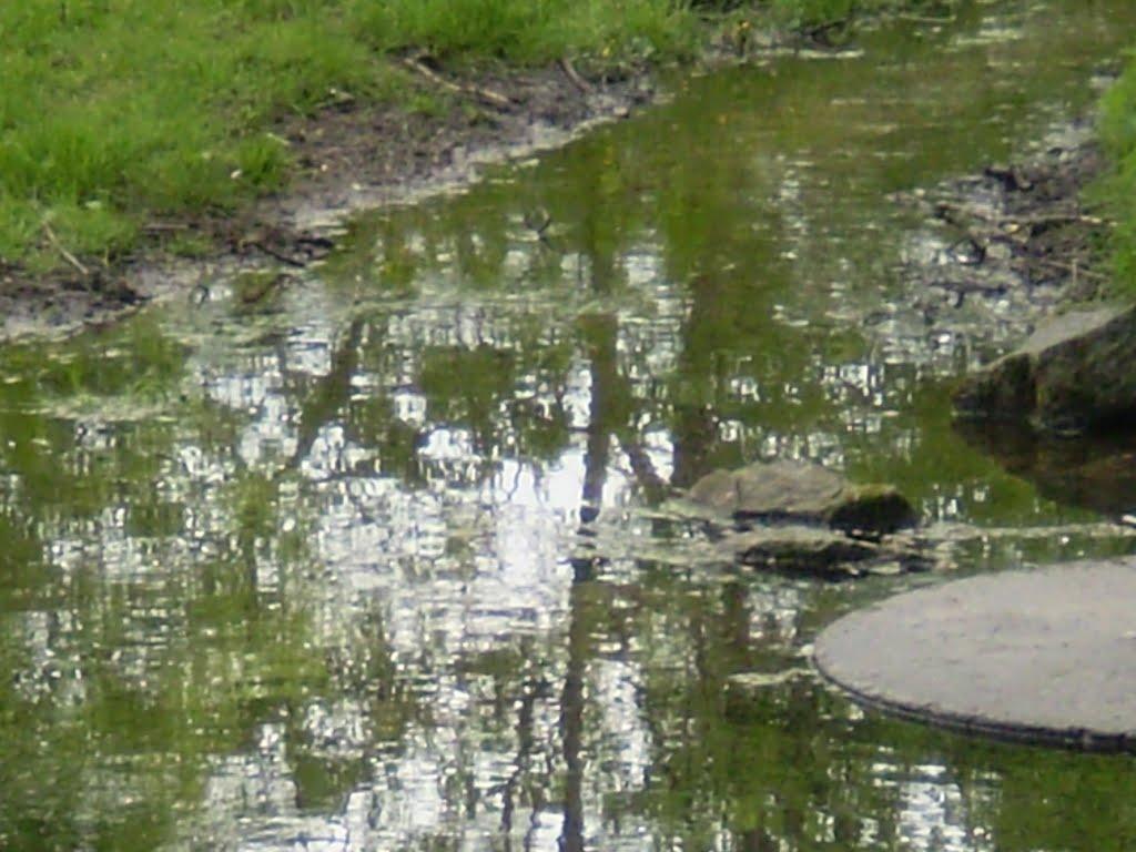 Білогородка з panoramio.com - Білогородка