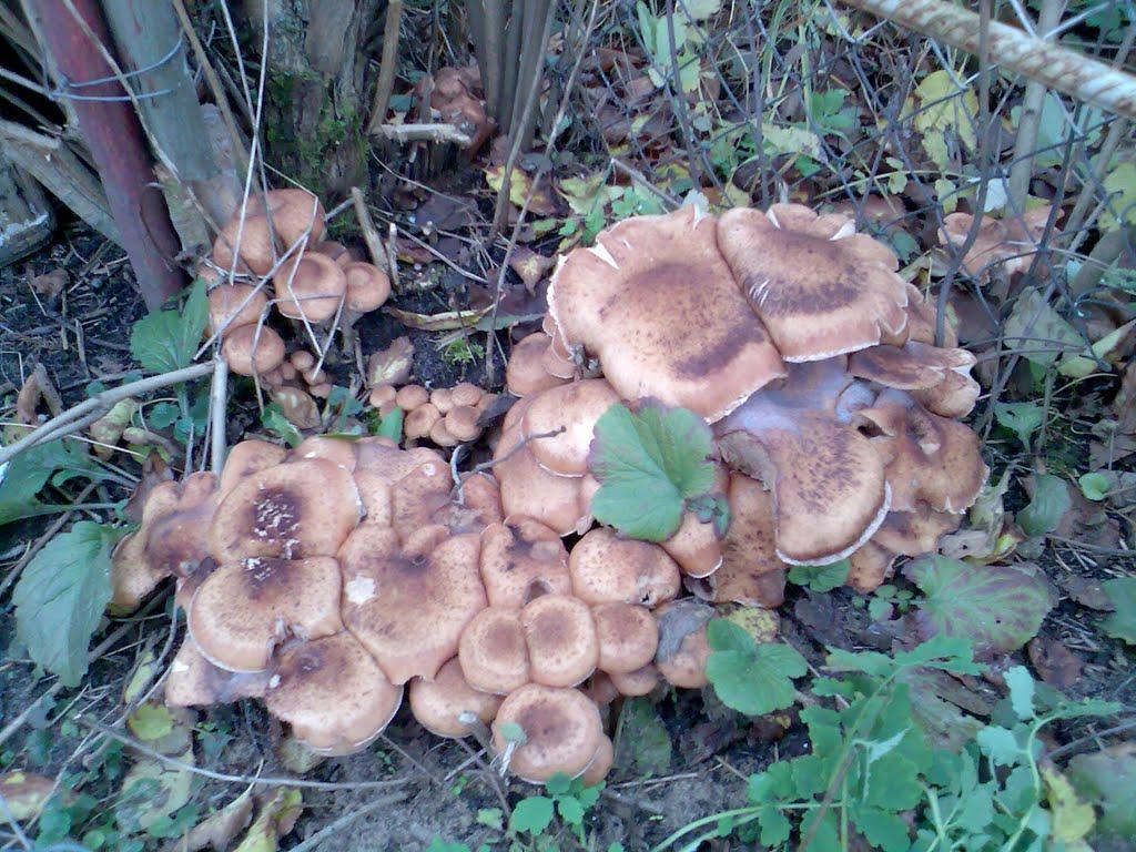 Капітанівка з panoramio.com - Капітанівка