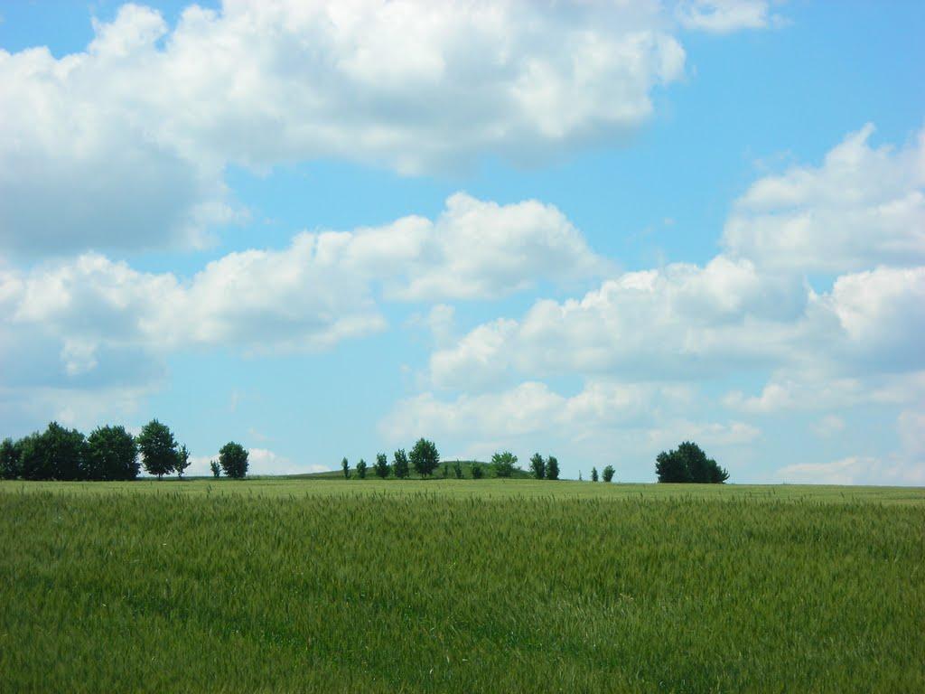 Новоселиця з panoramio.com - Новоселиця