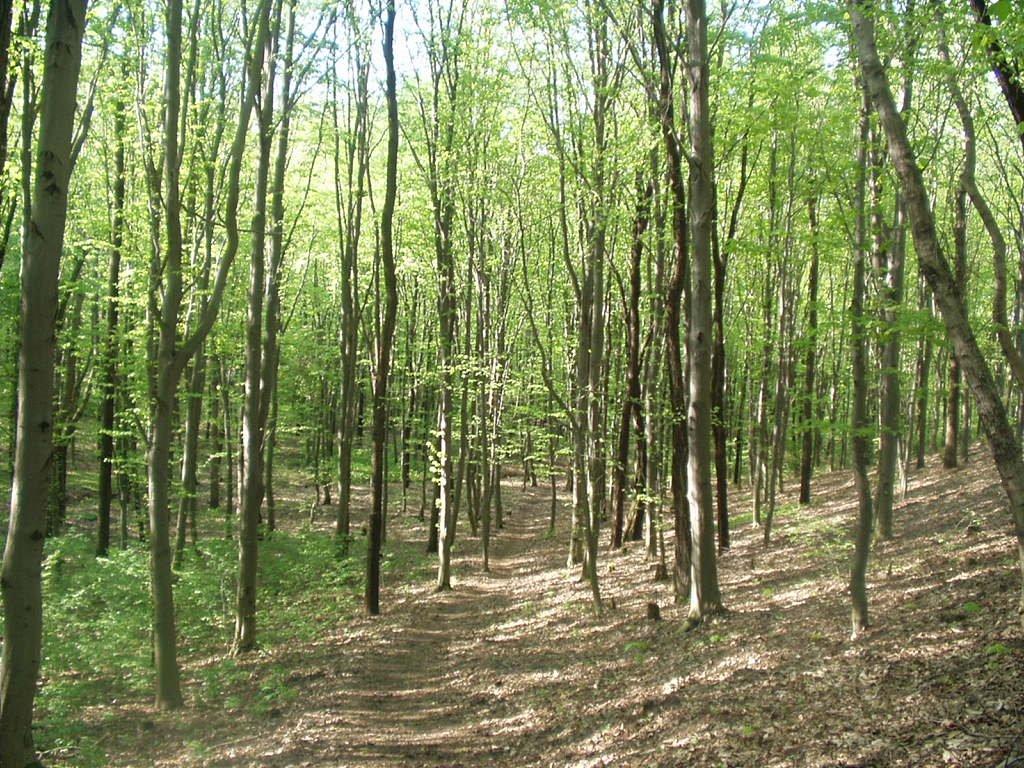 Морозівка з panoramio.com - Морозовка