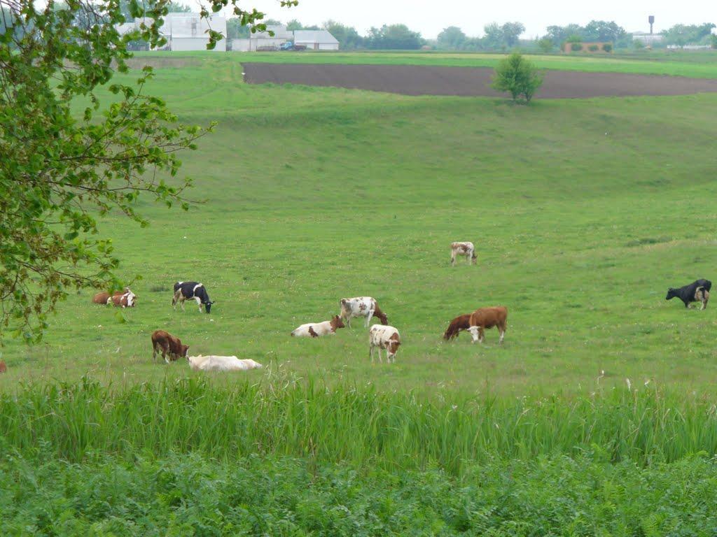 Мала Сквирка з panoramio.com - Малая Сквирка