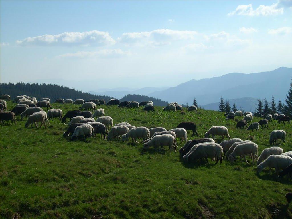 Видричка з panoramio.com - Выдричка