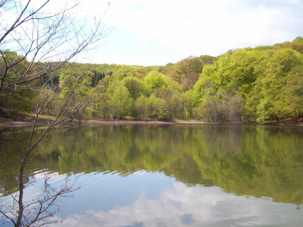Лаванда з panoramio.com (ч.2) - Лаванда