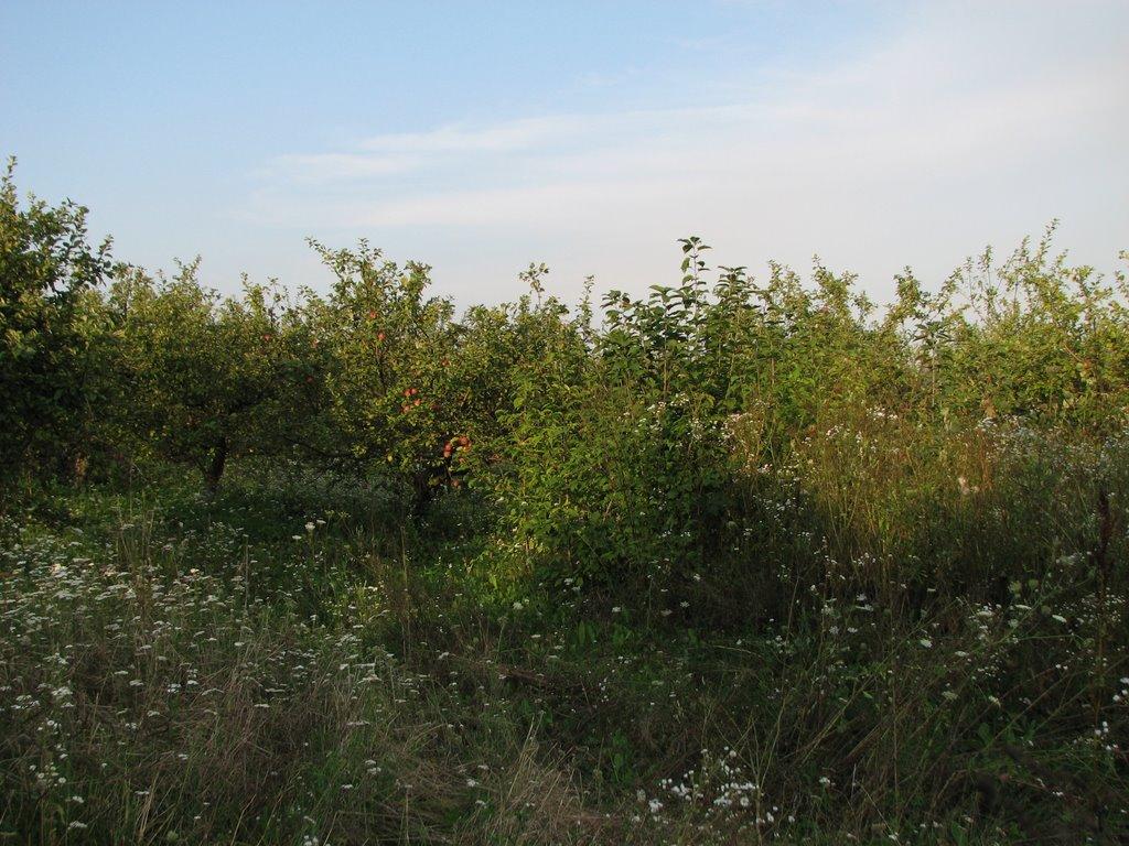 Слобідка-Мушкатівська з panoramio.com - Слобідка-Мушкатівська