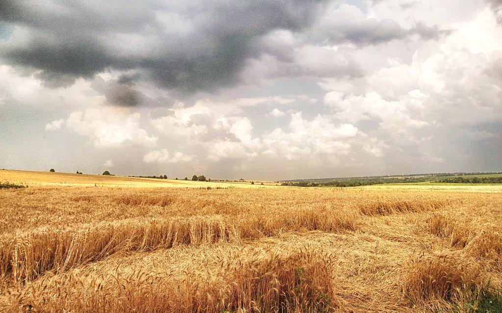 Плоско-Забузьке з panoramio.com - Plosko-Zabuzke