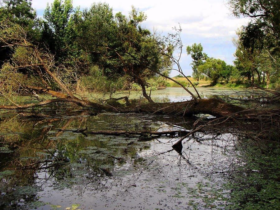 Малі Селменці з panoramio.com - Малі Селменці