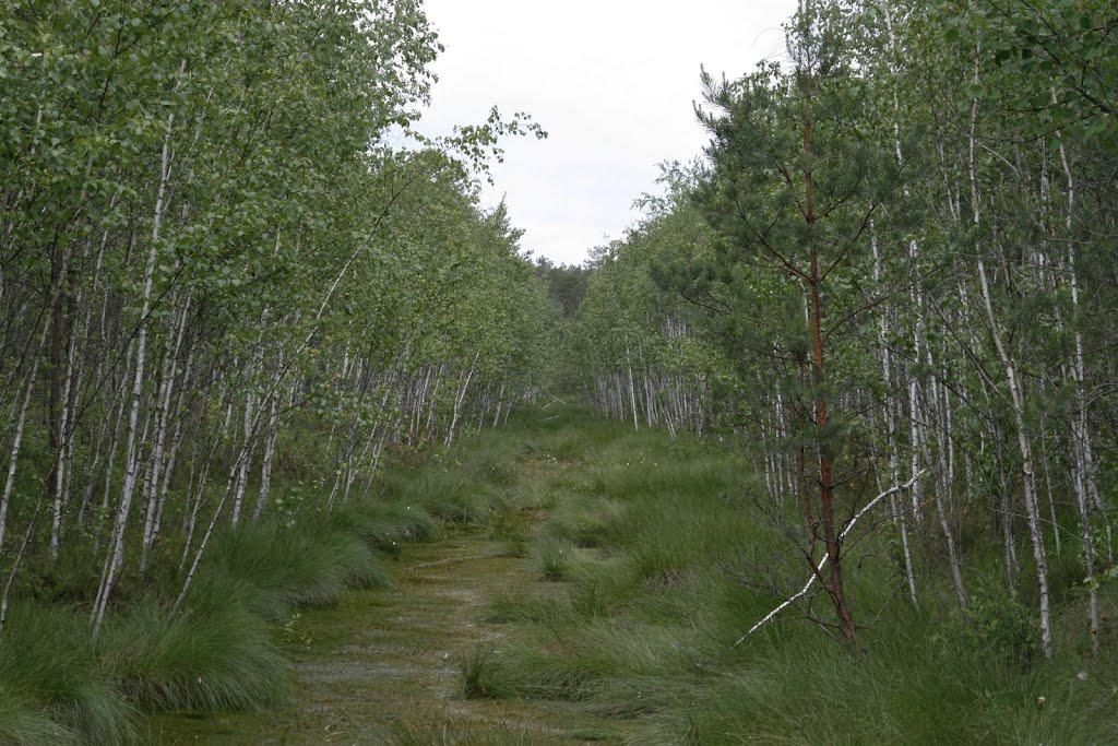 Пояски з panoramio.com - Пояски