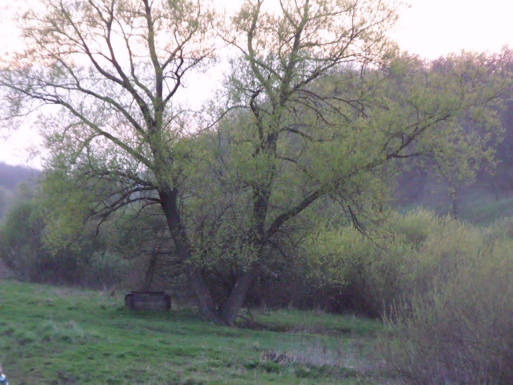 Малі Проходи з panoramio.com - Малі Проходи